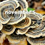 November 5. Kvíz - november 5.