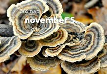 November 5. Kvíz - november 5.