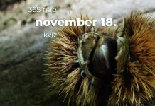 November 18. Kvíz - november 18.