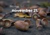 November 21. Kvíz - november 21.