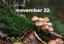 November 22. Kvíz - november 22.