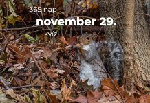 November 29. Kvíz - november 29.