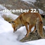 December 22. Kvíz - december 22.