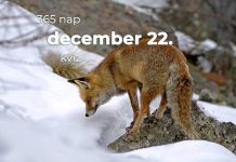 December 22. Kvíz - december 22.