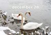 December 28. Kvíz - december 28.